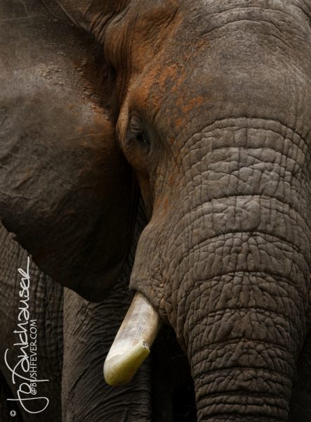 Elephant Bull. Elephant portrait, Tusker portrait. Tusker. Jo Fankhauser Wildlife Photography. Kruger Park. South Africa. Bushfever. Bushfever.com