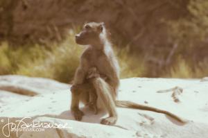 Baboon with Leopard Cub 1