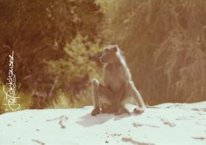 Baboon with Leopard Cub 2