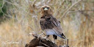 Bateleur at Kill 2011 16x9