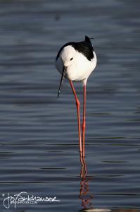 Black Winged Stilt 2012