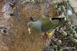 Green Pigeon KNP 2012