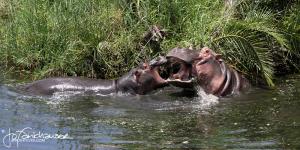 Hippo Mom & Calf KNP 2012