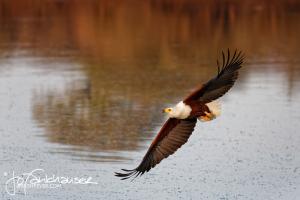 Kruger2015 20150905 BG8X4273 Fish Eagle 3x2