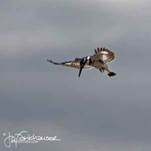 Kruger2015 20150906 BG8X8868 Pied Kingfisher Hovering 1x1