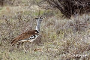 Kruger2015 20150912 BG8X1228 Kori Bustard 3x2