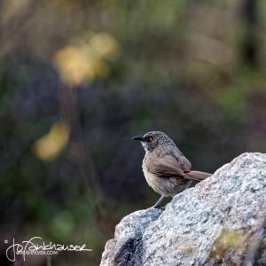 Kruger2015 20150914 BG8X2263 Arrow-markedBabbler 1x1