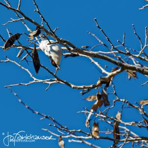 Kruger2015 20150914 BG8X2955 black-backed puffback acrobatics 1x1