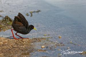 Kruger2015 20150915 BG8X3219 African Crake 3x2