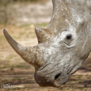 Kruger2015 20150915 BG8X3849 White Rhino portrait 1x1v3