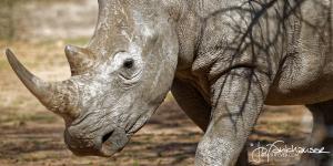 Kruger2015 20150915 BG8X3849 White Rhino portrait 2x1