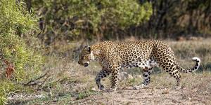 Kruger2015 20150916 BG8X5343 Leopard 2x1