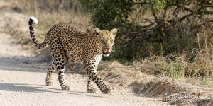 Kruger2015 20150916 BG8X5379 Leopard 2x1