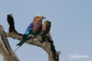 Lilac Breasted Roller Feeding Chick KNP 2012