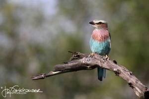 Lilac Breasted Roller Portrait KNP 2012