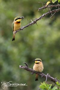 Little Bee Eater Duo KNP 2012