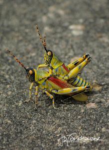 Mating Locusts 2009