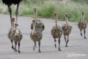 Ostrich Chics KNP 2012