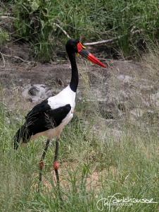 Saddle Bill Stork KNP 2012