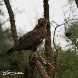 Snake Eagle feeding on Python