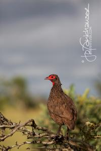 Swainsons Francolin KNP 2014 IMG 8571 Vertical 3x2