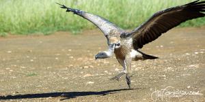 Vulture Take-off 2009 IMGP3415KrugerBushfeverSouth AfricaJo FankhauserWildlife PhotographyVulture taking offVulture in flightBirdlifeSouth African Birdlife